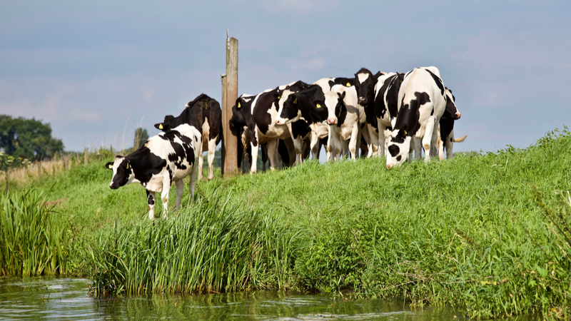 Agricultural irrigation systems for crops and livestock